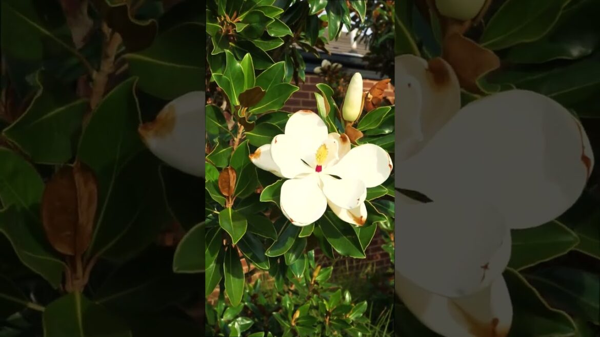 Can't wait to see Magnolia blossoms? They will bloom in a few weeks!🌸