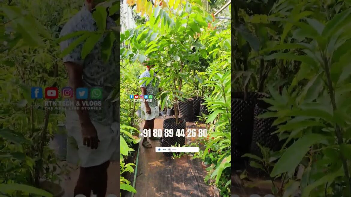 അടുത്തവർഷം കേറി നിൽക്കാൻ പറ്റുന്ന Matoa Fruit Plant (Pometia Pinnata) | N P Liya Garden അടുത്തവർഷം കേറി നിൽക്കാൻ പറ്റുന്ന Matoa Fruit Plant (Pometia Pinnata) | N P Liya Garden