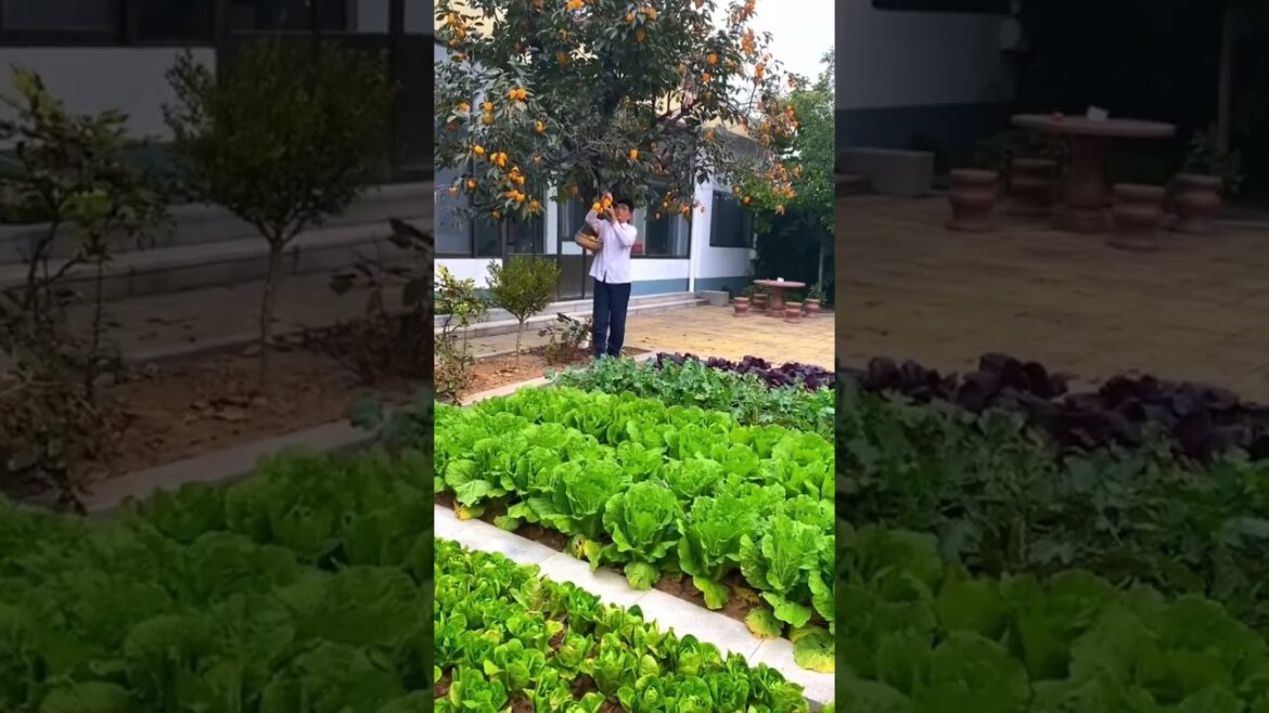 #agriculture #farmtok #farming #farm #agriculture #farmtok #farming #farm