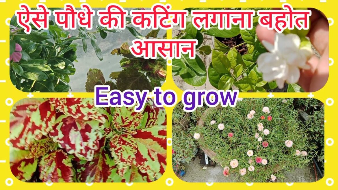Easy Plant Cutting Techniques (propagating houseplants)#gardening#plants 🪴 Easy Plant Cutting Techniques (propagating houseplants)#gardening#plants 🪴