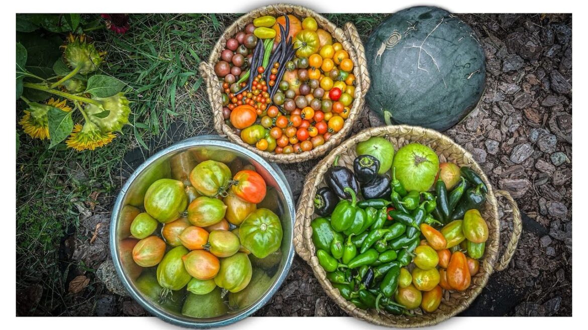 END OF SEPTEMBER GARDEN HARVEST & TOUR | September 28, 2024 | Connecticut #zone6b END OF SEPTEMBER GARDEN HARVEST & TOUR | September 28, 2024 | Connecticut #zone6b