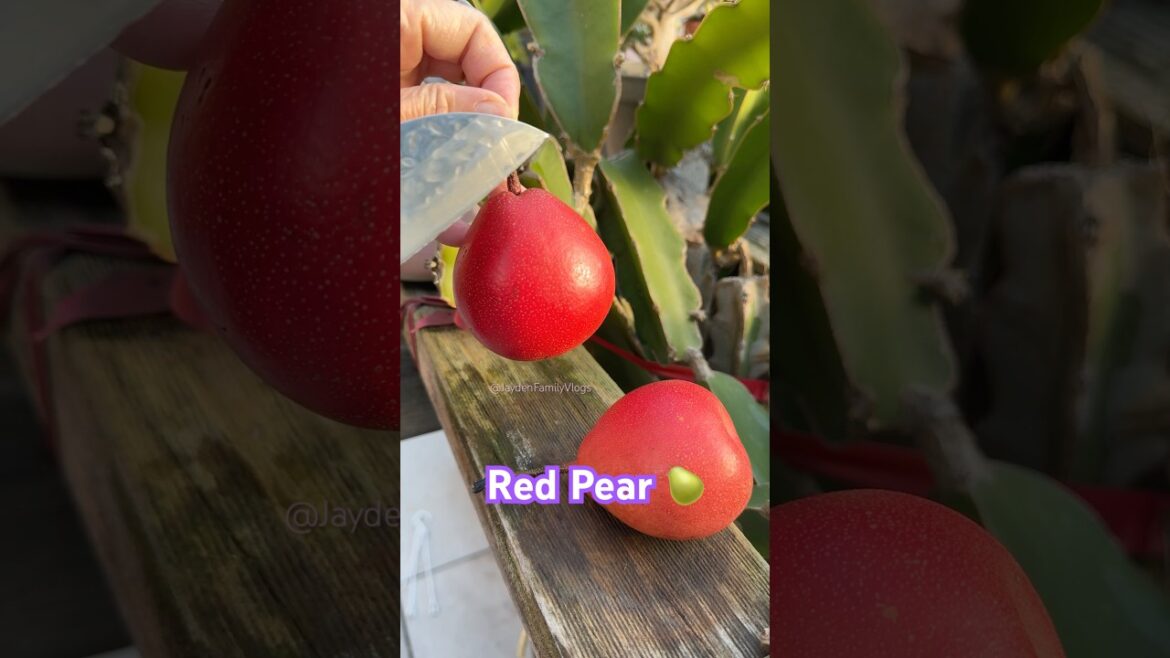 Red Pear ππ± #shorts #satisfying #fruit #pear #garden #enjoy Red Pear ππ± #shorts #satisfying #fruit #pear #garden #enjoy