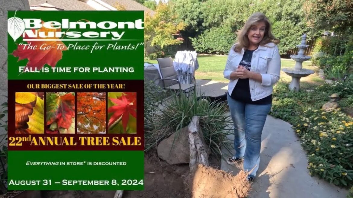 Removing A Dying Japanese Maple Tree ~ birdhouse garden Removing A Dying Japanese Maple Tree ~ birdhouse garden