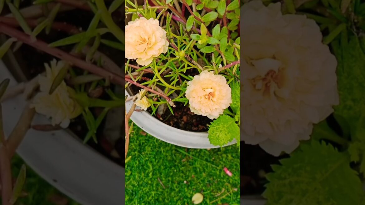 Portulaca varieties #mossrose#gardening#shorts#viralshort