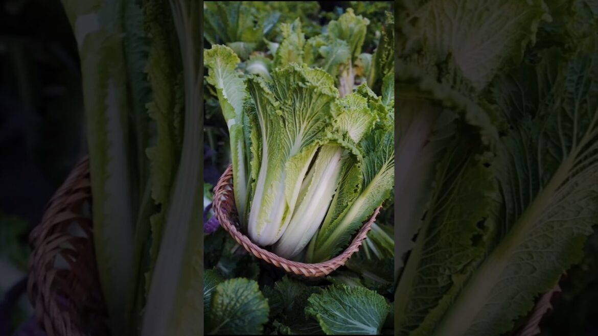 Beautiful Chinese Cabbage harvest from farm || Collection of Napa Cabbage #shorts #ytshorts #farming