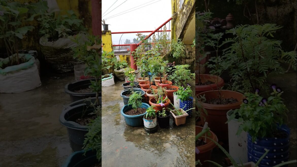 बारिश 💚#gardening #shortvideo #garden #gardener #gardeningvlog