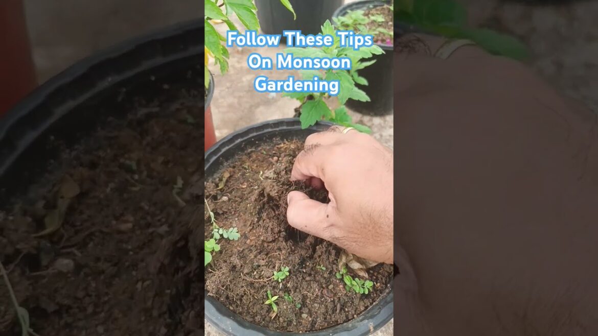 Monsoon Garden Tips #plants #gardening #tips #fungus #gardenideas #fertilizer #plantcare