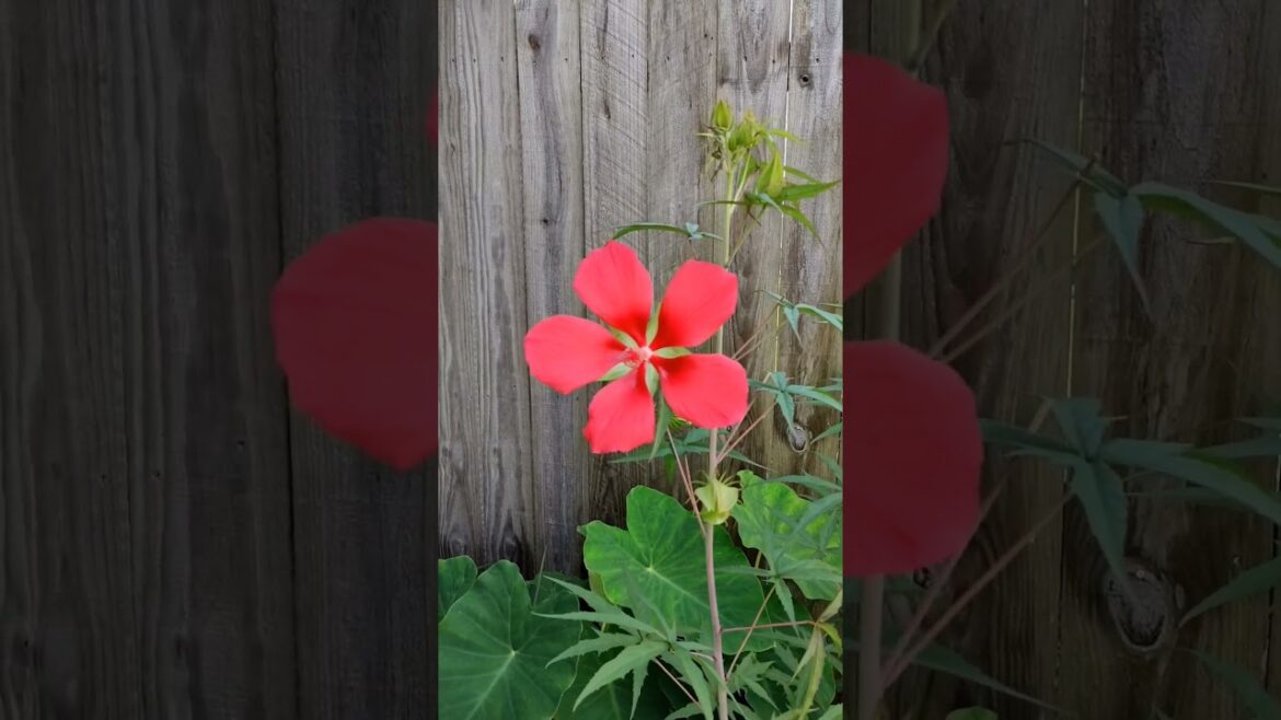 Front Yard Flowers 🌹🌻 (6-4-2024)