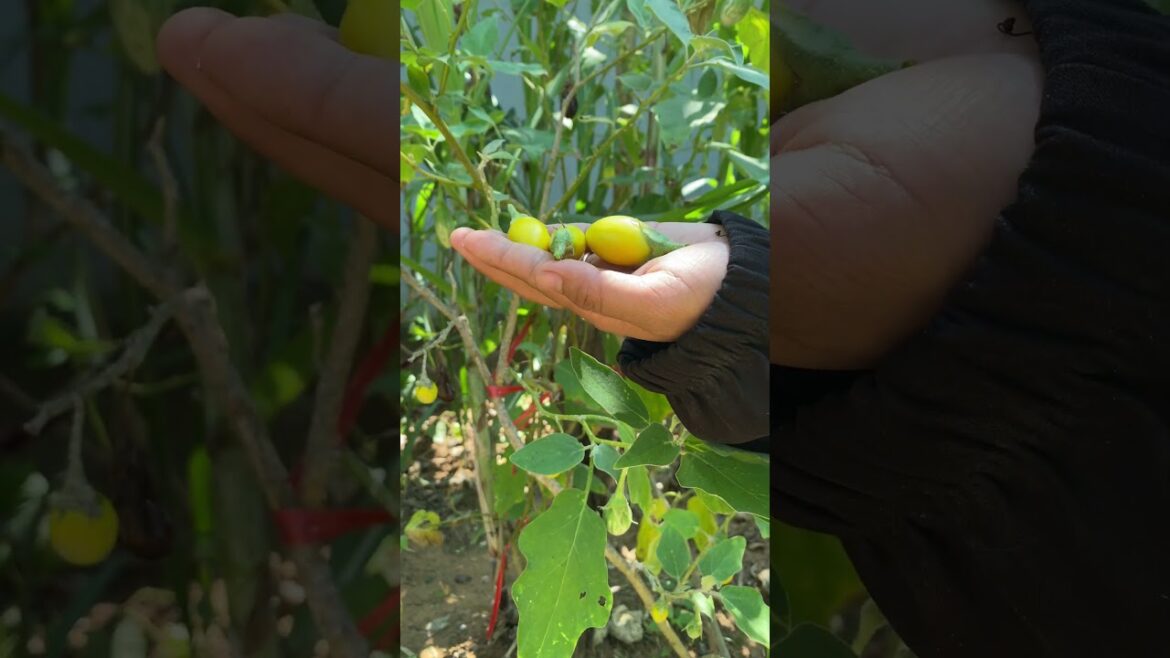 Daily life gardener by meimei / tips for growing/ enjoy with organic vegetable #shorts #gardening Daily life gardener by meimei / tips for growing/ enjoy with organic vegetable #shorts #gardening