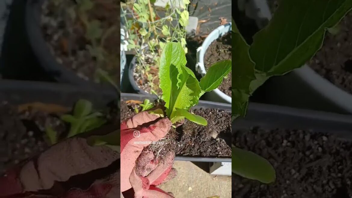 Fall Garden In the Works! 🌱💚 | Container Gardening