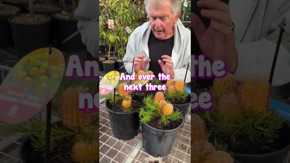 We Heard You Were Wishing for Months of Flowering – Try Birthday Candles π We Heard You Were Wishing for Months of Flowering - Try Birthday Candles π