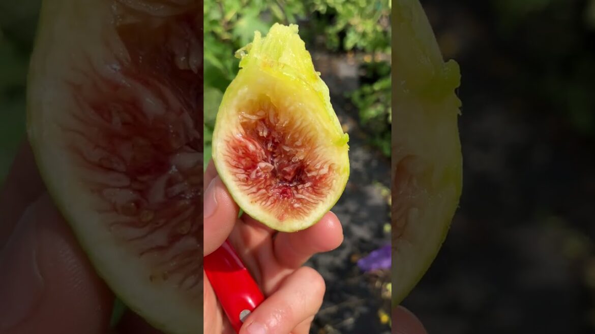 Chetouia – Actually Hivernenca #fig #figtree #figboss #gardeningtips #fruittrees Chetouia - Actually Hivernenca #fig #figtree #figboss #gardeningtips #fruittrees