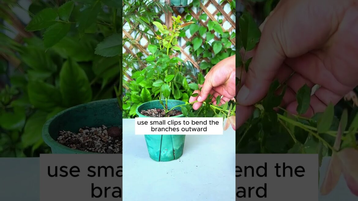 Simplest method to encourage a rose to sprout #shorts #plantingtips
