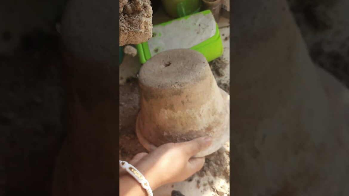 Tamarind plant bonsai making #tamarind #bonsai #bonsaimaking #plants #garden#balconygarden #trending