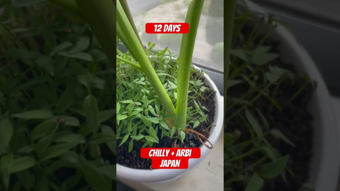 12Days My Gardening in japan Green Chilly +Arbi #shorts#viral#videos#Japan