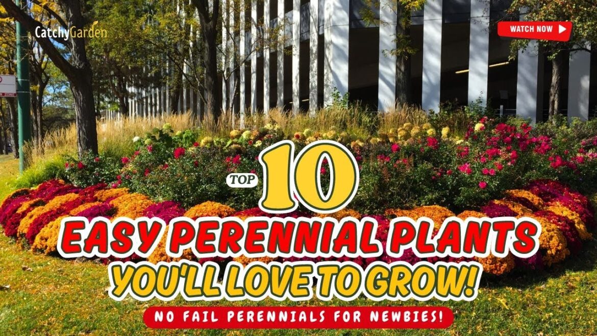 π± NO FAIL PERENNIALS FOR NEWBIES! π 10 EASY PLANTS YOU’LL LOVE TO GROW! π // Gardening Ideas π± NO FAIL PERENNIALS FOR NEWBIES! π 10 EASY PLANTS YOU'LL LOVE TO GROW! π // Gardening Ideas