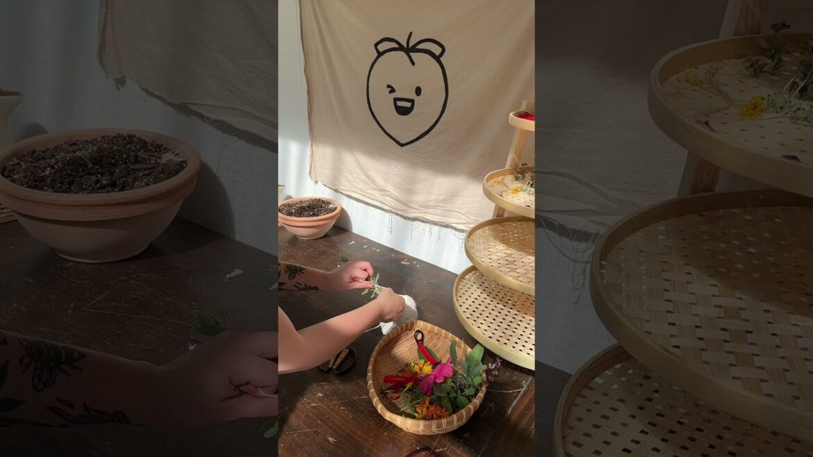 Drying Herbs From The Garden for Tea #growfoodnotlawns #gardenideas #herbgarden #herbalmedicine