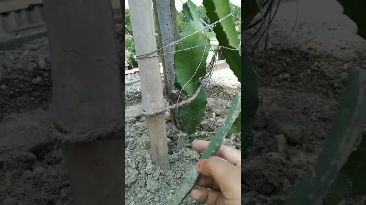 Propagated dragon plant repoting #repotting#garden#plants#planting#minivlog#trending #shorts#dragon