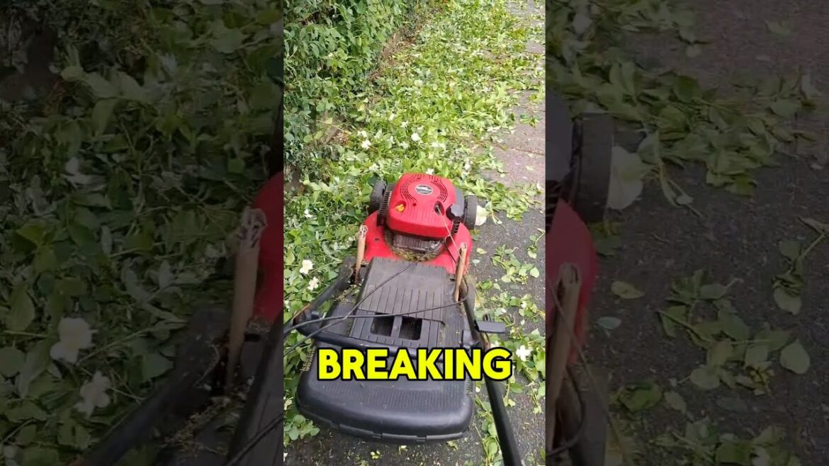 Hedge Cleanup Hack #gardeningtips #gardening #gardenhacks #gardenhack #gardener