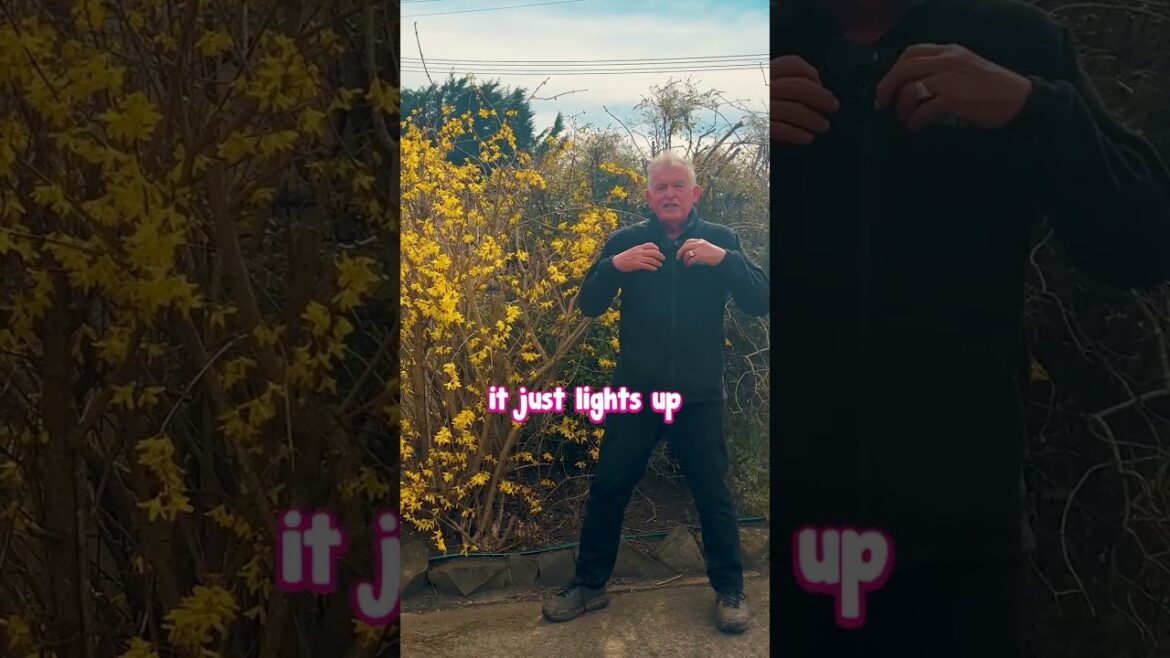 Here is a Rare but Beautiful Find For the Garden – Lynwood Gold! Here is a Rare but Beautiful Find For the Garden – Lynwood Gold!