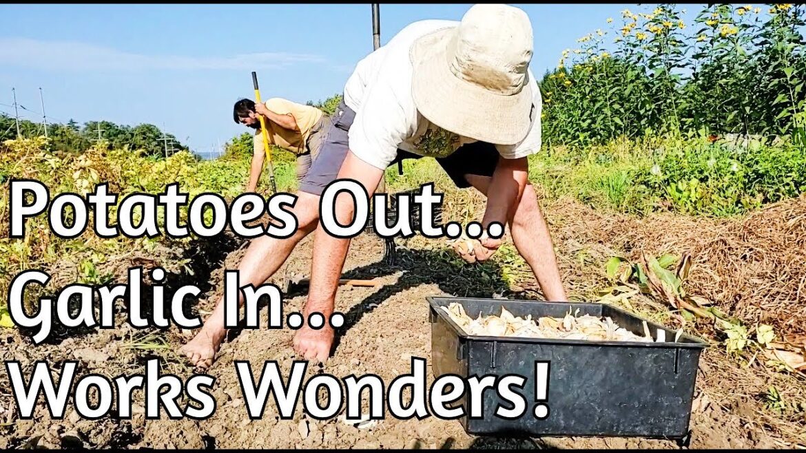 Purple Potato Harvest and Garlic Planting in ONE DAY! Purple Potato Harvest and Garlic Planting in ONE DAY!