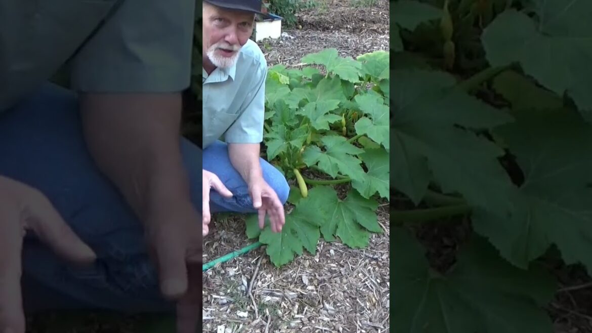 Why buckets of water around the garden #garden #gardening #urbanfoodforest Why buckets of water around the garden #garden #gardening #urbanfoodforest
