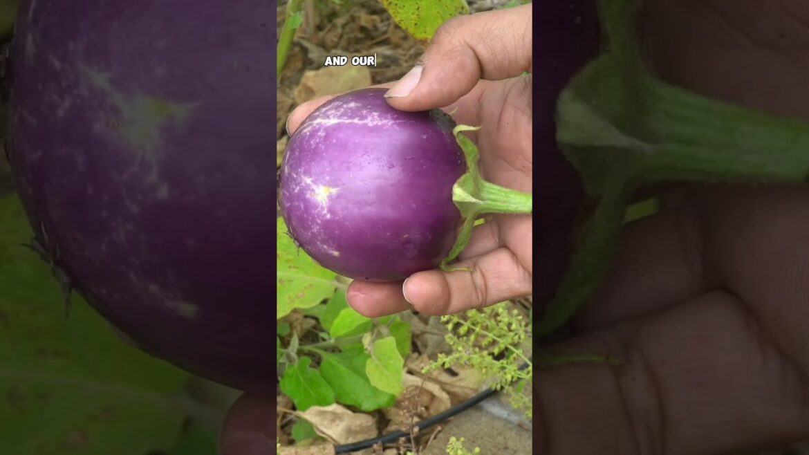 Late Summer Eggplant Harvest: Growing Tips for Brinjal! #homegarden #garden #vegetablegarden