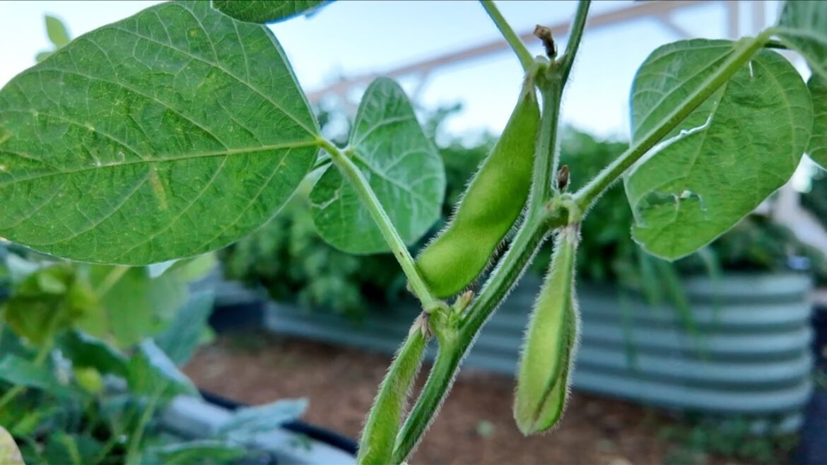 Small Raised Metal Garden Bed Review Fall 2024 (VegeGa) Small Raised Metal Garden Bed Review Fall 2024 (VegeGa)