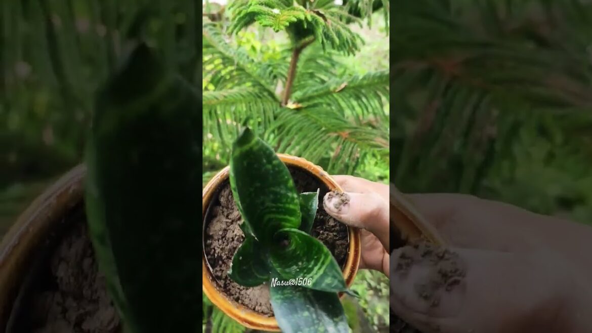 Small snack plant Tips #plants #plants  #gardern #home #gardeningdiaryrosetips #garden #gardening #