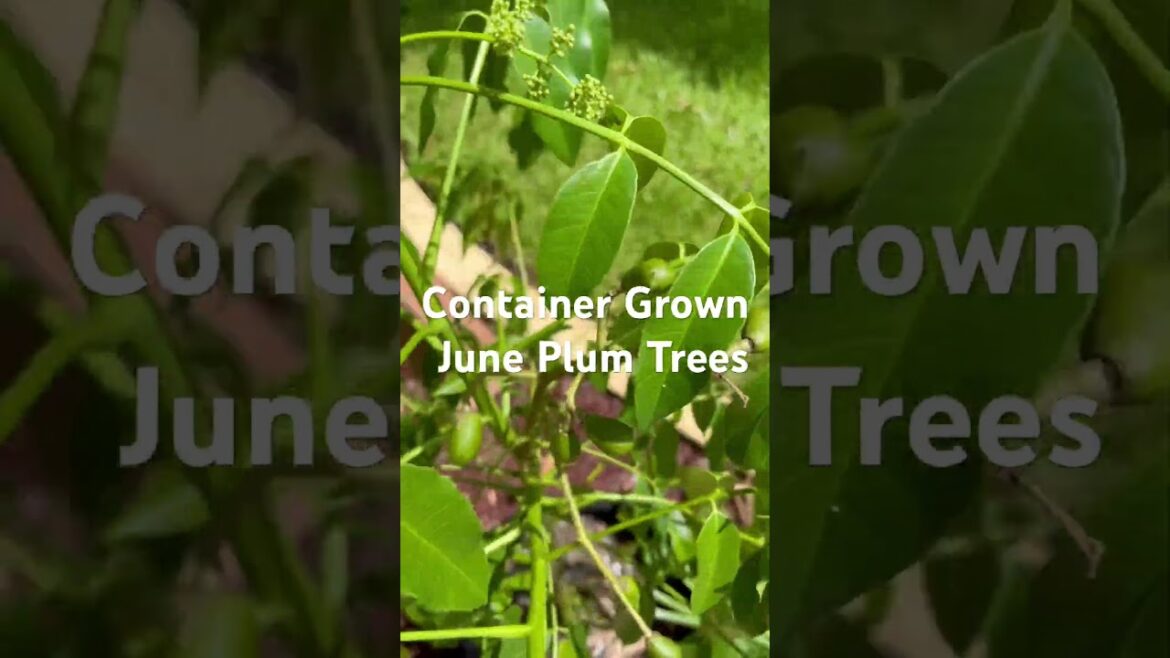 Container Grown Fruit Trees 🤩 #fruit #containergardening #gardening #fruittrees #fruitplants
