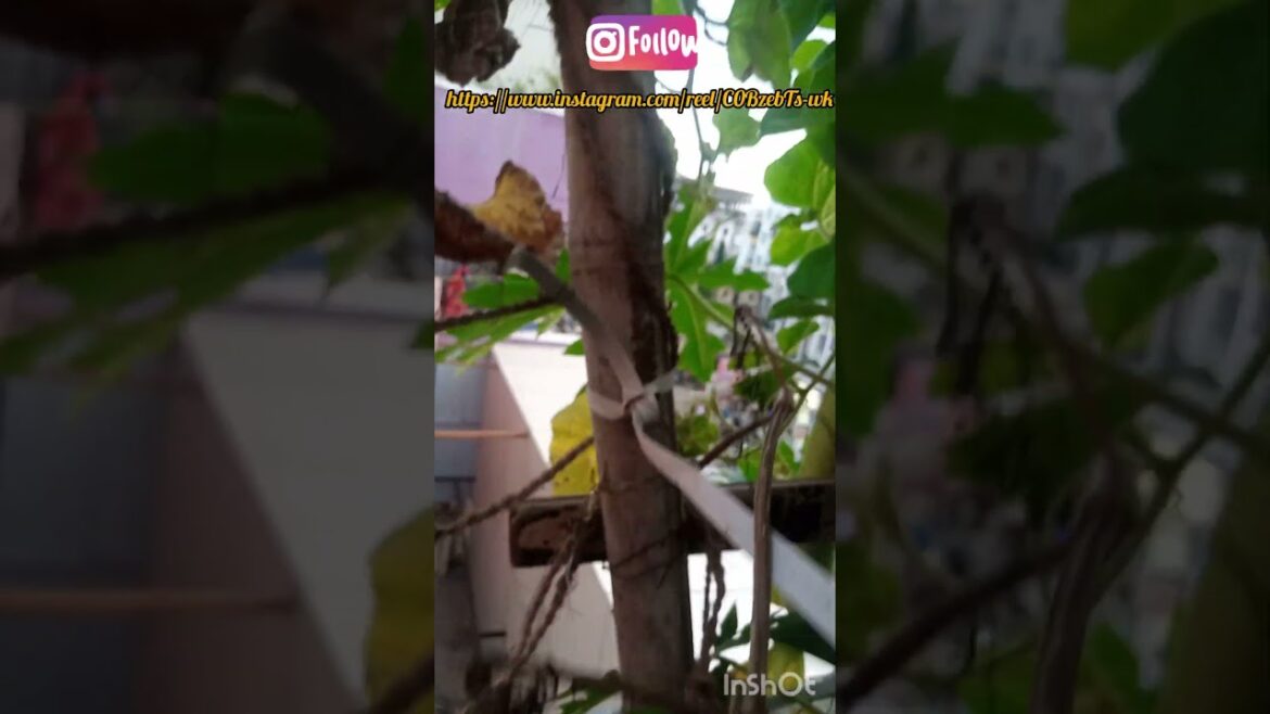 Chat par lauki kaise lagaye 🌱☘️❤️❤️#shorts#garden#youtubeshorts Chat par lauki kaise lagaye 🌱☘️❤️❤️#shorts#garden#youtubeshorts