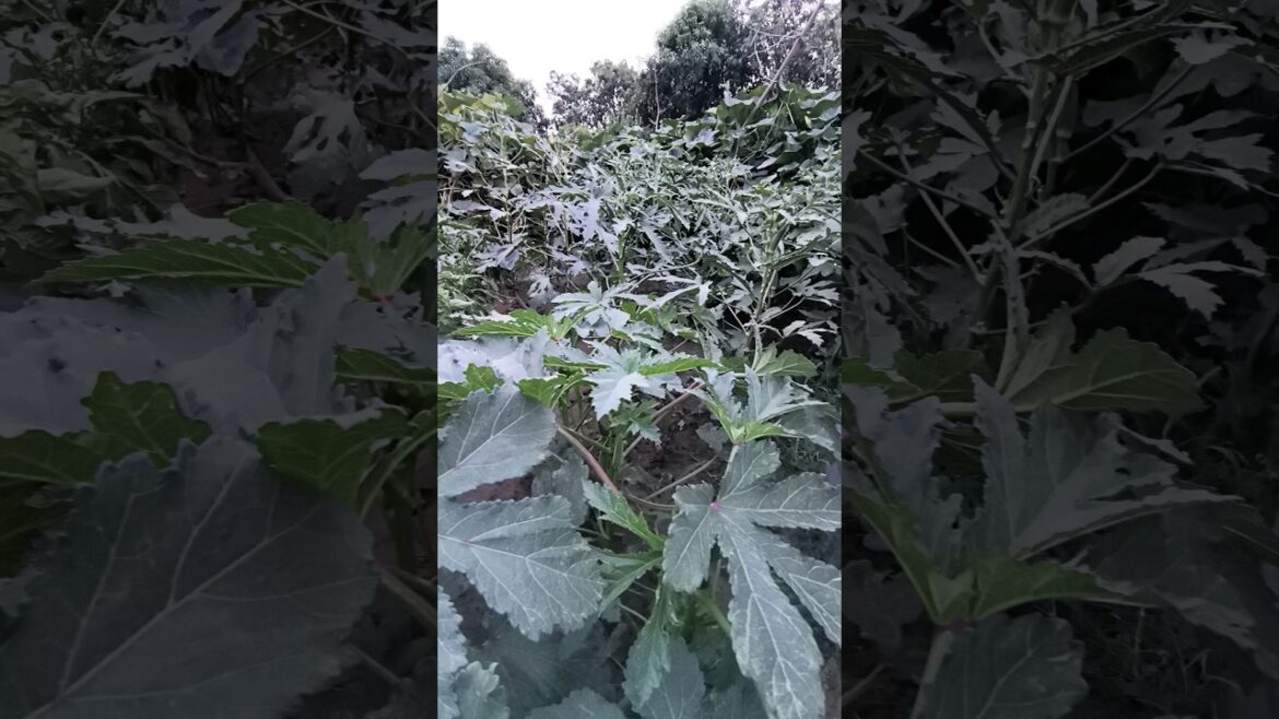 Growing Okra in the Front Yard 🌿 #GardeningJourney #bhindi Nature Greens #subscribe #organiclife ☘️