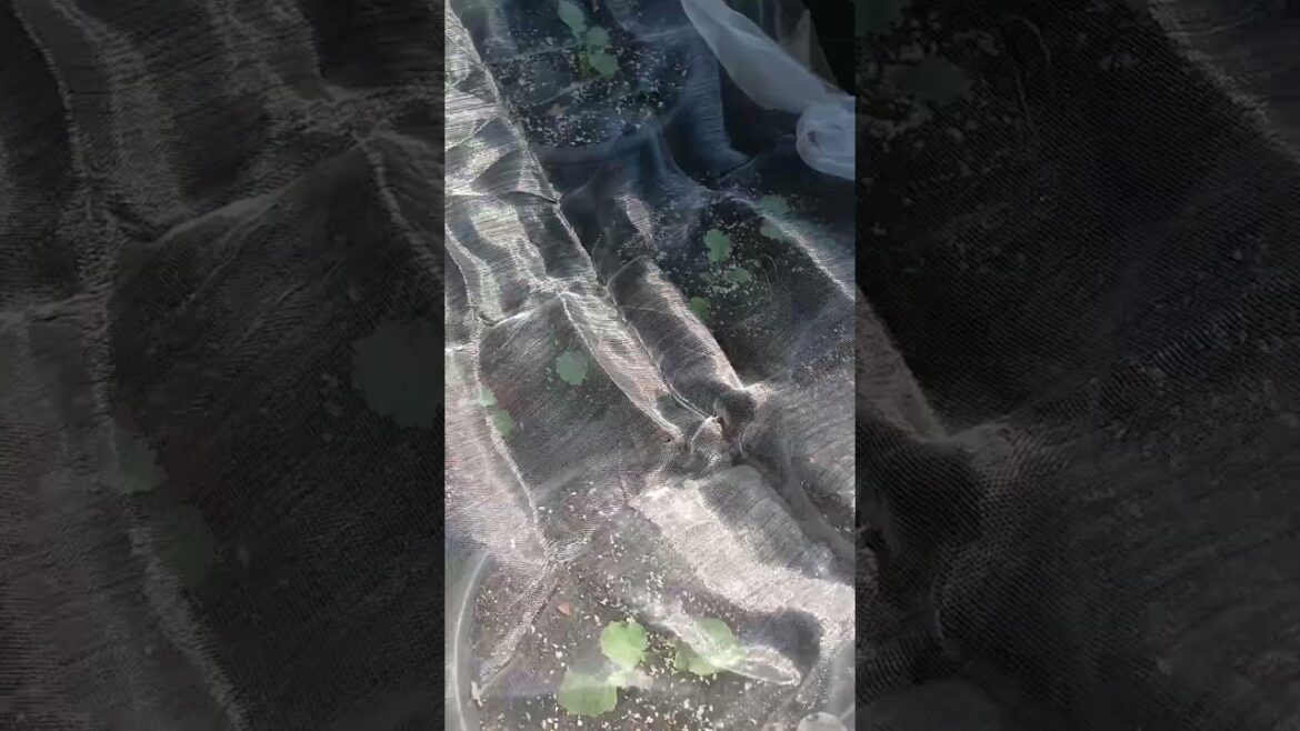 It's MORE than just a HARVEST 🙌🏽 | Gardening with Faith 🌱 | Container Gardening