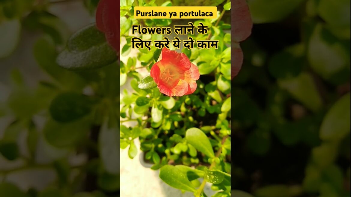 Potulaca n purslane plant care n tips fast growing , #shortsvideo #portulaca #purslaneplant #garden