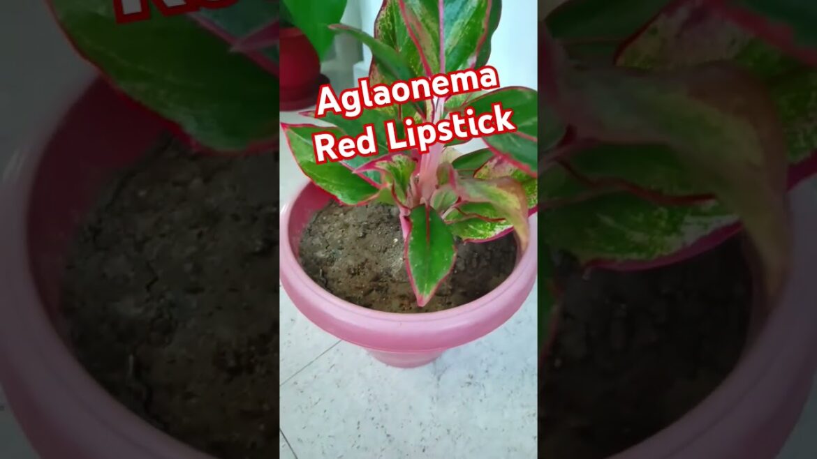 Aglaonema Red Lipstick 🌿 || Extremely gorgeous #plants #gardening #music #viral #viralshorts #trend Aglaonema Red Lipstick 🌿 || Extremely gorgeous #plants #gardening #music #viral #viralshorts #trend