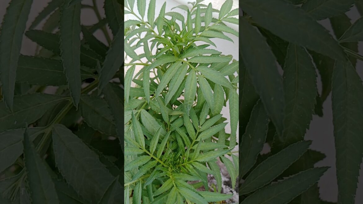 Why This Marigold is Worth$100.000#marigold#shorts#gardening #trending#nature