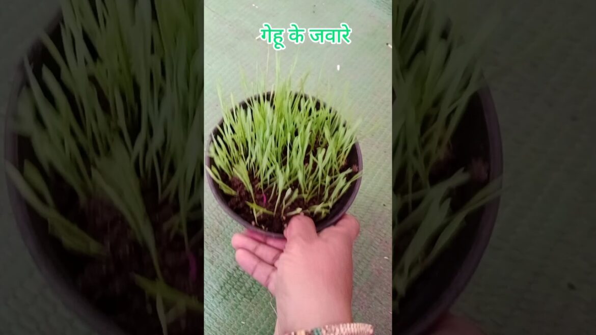 गेंहू के जवारे के फायदे (Wheat Grass)#shorts#gardening#medicine plant #viralshort गेंहू के जवारे के फायदे (Wheat Grass)#shorts#gardening#medicine plant #viralshort