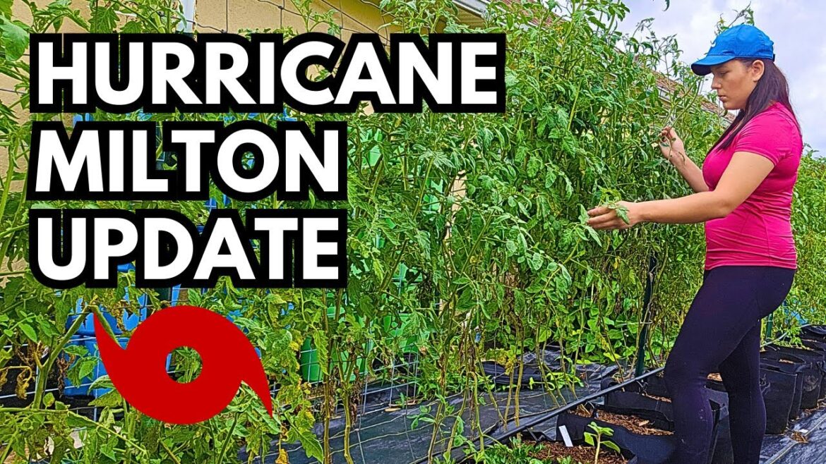 Will Hurricane Milton Destroy My Garden? What I Am Doing To Prepare My Garden & Evacuation Plans Will Hurricane Milton Destroy My Garden? What I Am Doing To Prepare My Garden & Evacuation Plans