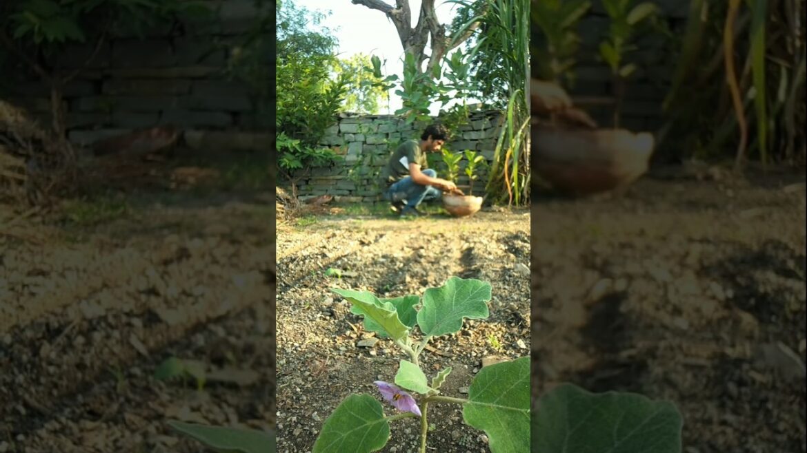 Jackfruit plants are growing slowly #nature #farming #jackfruit #shorts