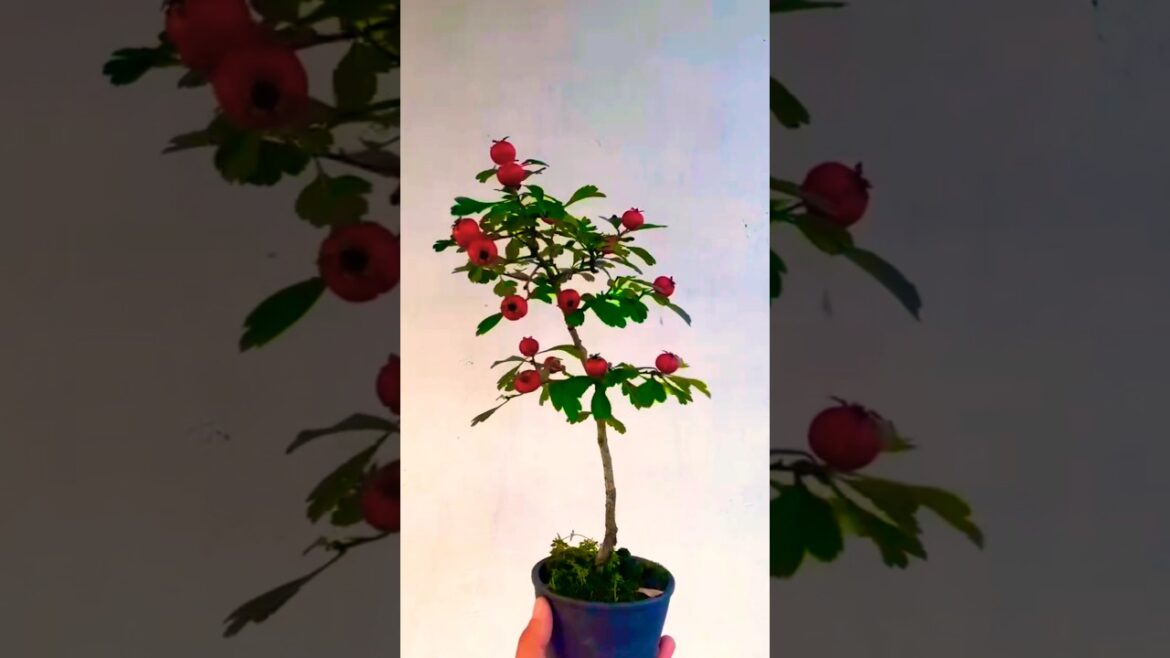 The Serene Art of Bonsai #bonsaitree #gardening #bonsai The Serene Art of Bonsai #bonsaitree #gardening #bonsai