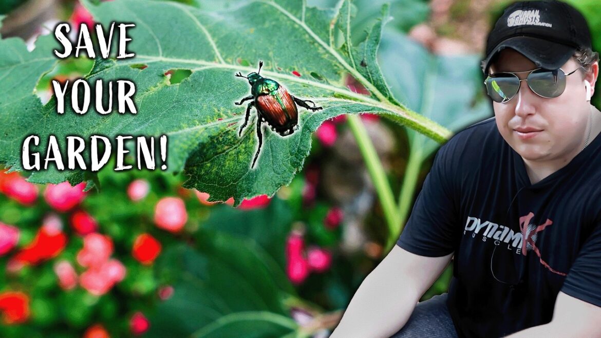 WORST GARDEN PEST of 2024: Getting Rid of JAPANESE BEATLES Homestead GARDENING WORST GARDEN PEST of 2024: Getting Rid of JAPANESE BEATLES Homestead GARDENING