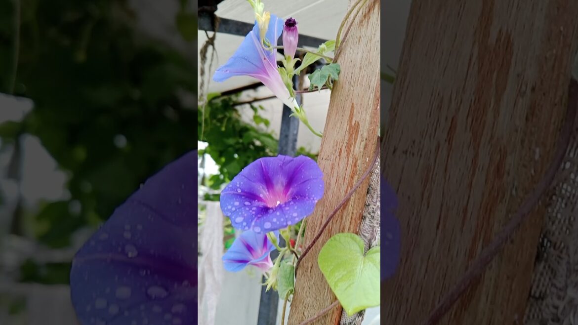 Guess the plant?#gardening #plants#viralshort #garden