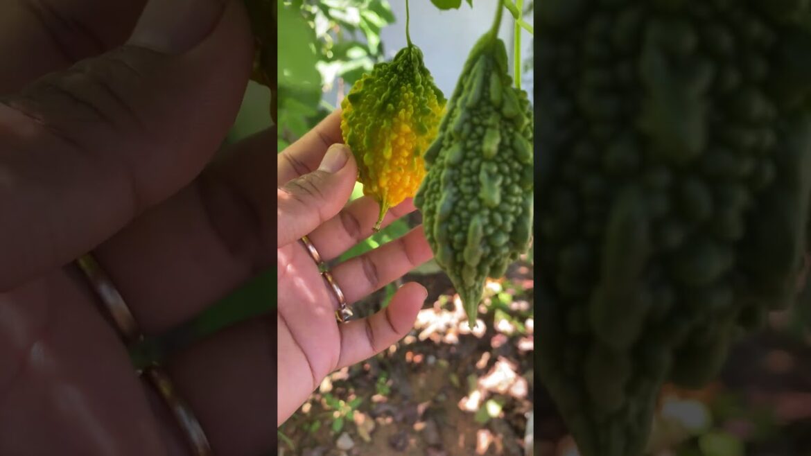 Daily life gardener by meimei / tips for growing/ enjoy with organic vegetable #shorts #gardening