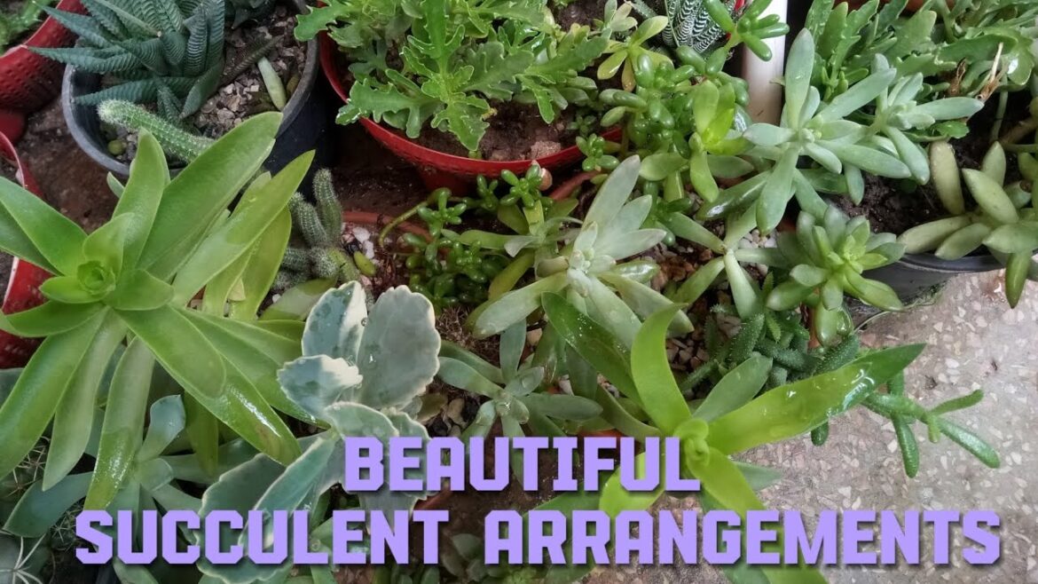 How Does Succulent Arrangements look like | Garden Tips #viralvideo #video #n#nature #succulent
