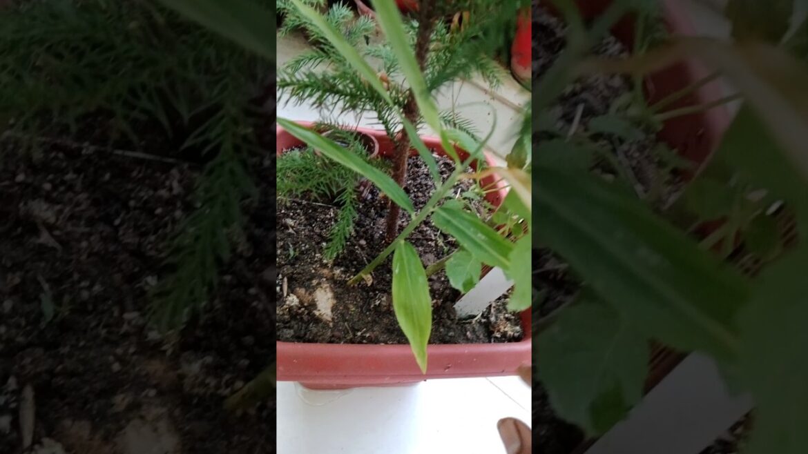 घर पर अदरक कैसे उगाये #shorts#gardening#viralshorts#ginger