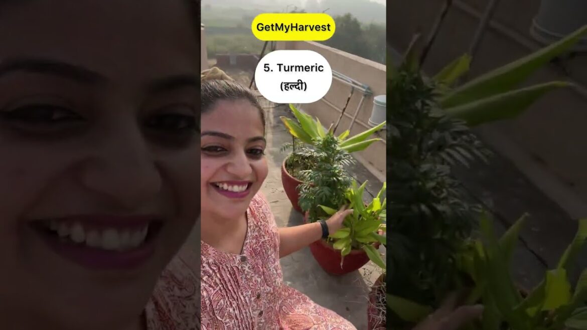 10 Herb and Spice Plants | ये जड़ी-बूटियाँ जरूर उगाओ #shorts 10 Herb and Spice Plants | ये जड़ी-बूटियाँ जरूर उगाओ #shorts