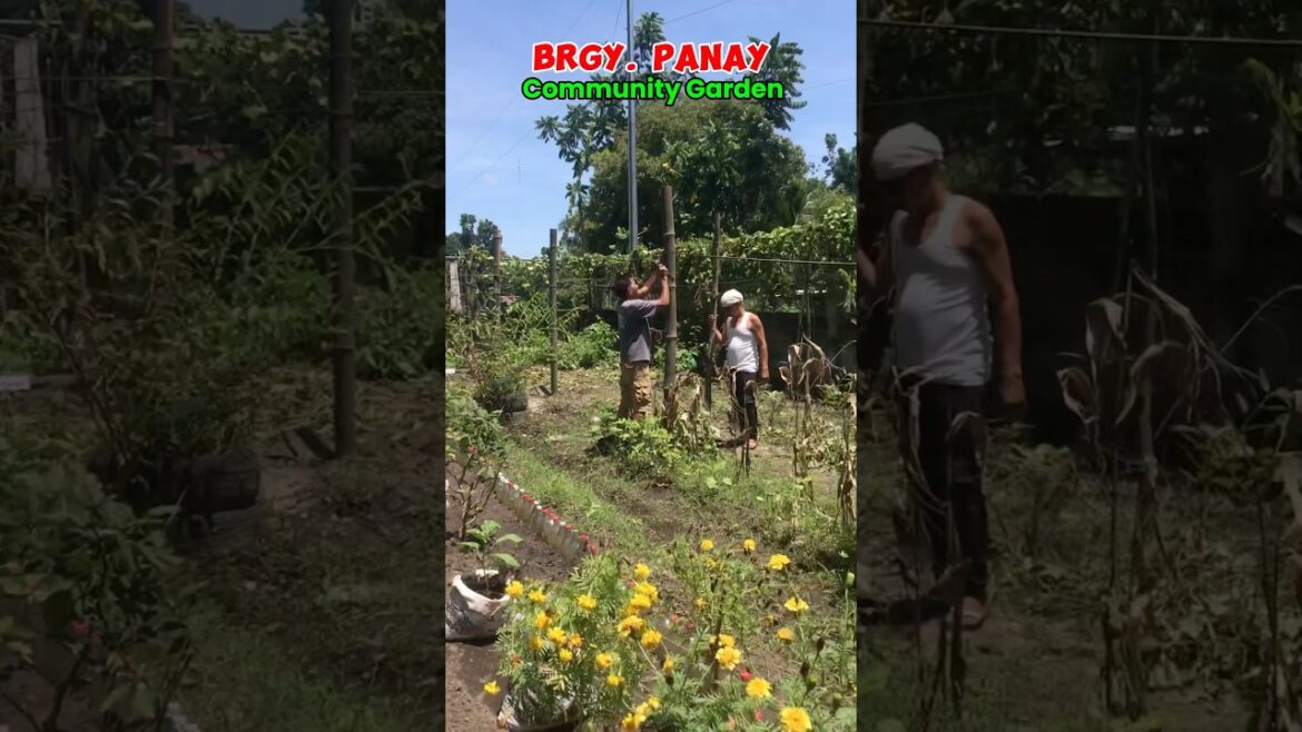 The Changes we Made in our Community Garden #ediblegarden