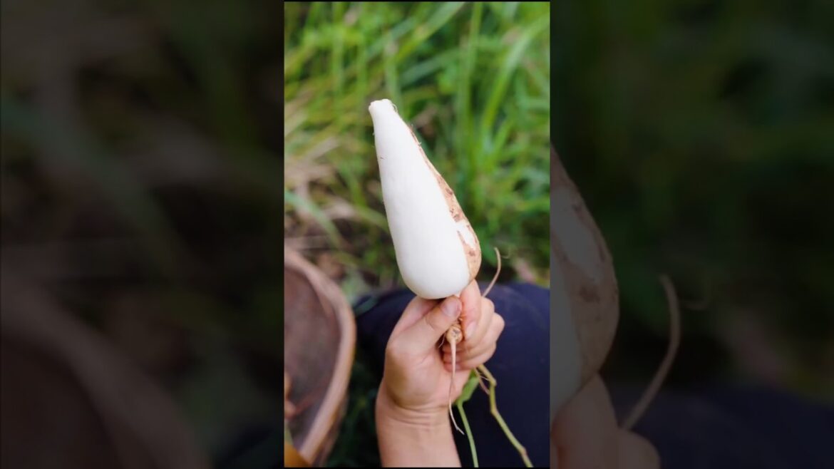 Jicama harvest season from farm #shorts #ytshorts #farming