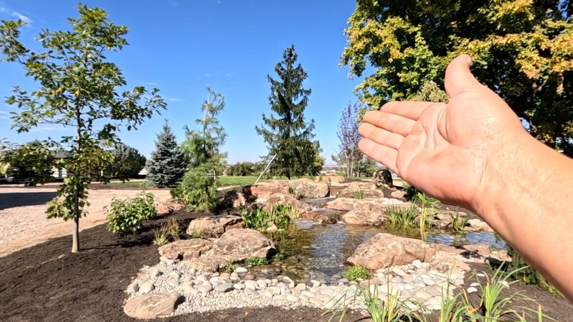 Installing the Centerpiece Evergreen Behind the New Waterfall + Other Planting Projects! 🌲😍🌲