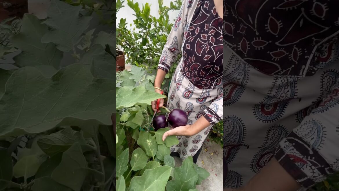 Big brinjal on my terrace🍆 #gardening #brinjal #terracegarden  #organicterracegardening